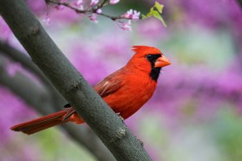A northern cardinal amongst the blossoms of a decorative tree at Terrace Park.