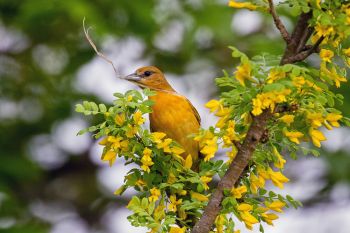 A female Baltimore oriole with nesting material at the Dells of the Big Sioux.