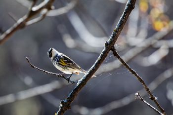 A yellow-rumped warbler at the Sioux Falls Outdoor Campus.
