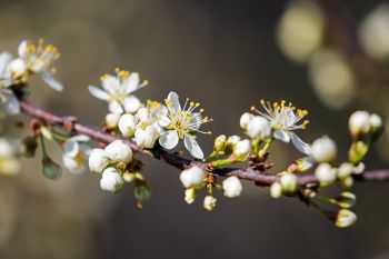 The first plum brush blossoms of spring at Newton Hills State Park near Canton.