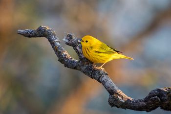 A yellow warbler at the Dells of the Big Sioux near Dell Rapids.