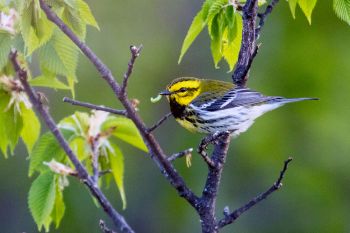 A black-throated green warbler at the Dells of the Big Sioux near Dell Rapids.