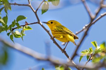 A yellow warbler checking out the photographer at Beaver Creek Nature Area near Brandon.