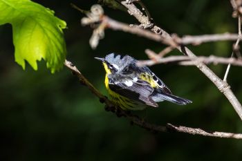 One of my favorite warblers, a magnolia warbler, in the shadows and sunlight of Palisades State Park near Garretson.
