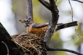 A dedicated robin finishing up her nest on the edge of Elmwood Park in northwest Sioux Falls.