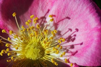 The stamen and petals of a prairie rose at the Dells of the Big Sioux.