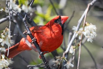 A curious northern cardinal in blooming plum brush at Elmwood Park in Sioux Falls.