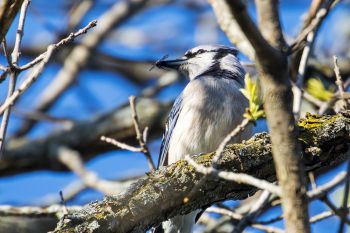A bluejay with a bee it had just caught at Union Grove State Park.