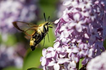 This clear winged hummingbird moth was enjoying the lilacs even more than me.