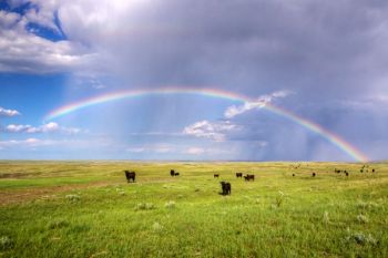 A bit further south, a rainbow appeared over a small herd of cattle grazing near the Moreau River.