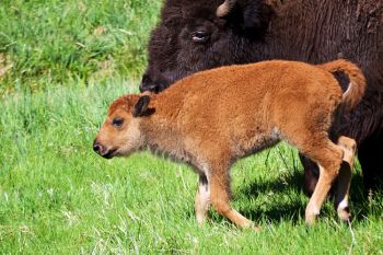 Buffalo calf.