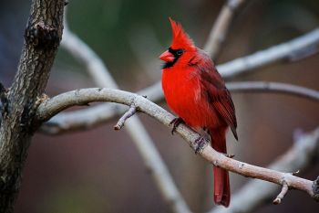 A northern cardinal perched among layered branches of Terrace Park undergrowth near Covell Lake in Sioux Falls.