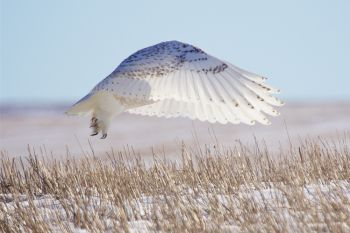 A majestic snowy owl takes flight in the Fort Pierre National Grasslands on a sunny winter day.
