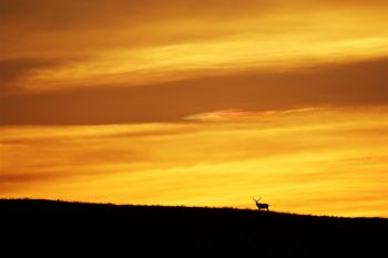 Silhouetted elk at sunset in Wind Cave National Park.