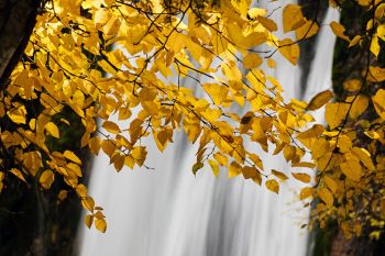 Autumn leaves at Spearfish Falls.