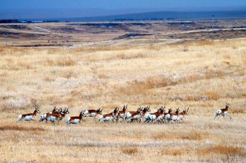 Running pronghorn over the prairies lightly dusted with snow in southern Harding County.