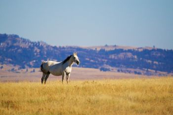 A lone horse on the Harding County prairie south of the Short Pine Hills.