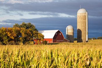 High corn and autumn accents with a McCook County barn northeast of Salem.