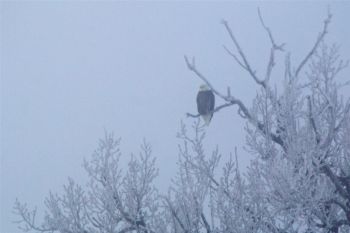 A bald eagle blends into the fog above Corn Crick south of Isabel.