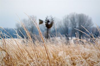 Frost on tall grass at a wildlife protection area in southern Brookings County.