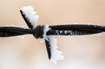 Cold and twisted barbed wire with white frost attached.