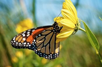 The Coteau Hills ponds and potholes produce many wildflowers that fuel migrating Monarch butterflies as they move through the state in late August.