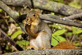 A squirrel enjoys an afternoon snack in Newton Hills State Park.