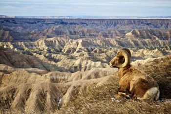 Badlands bighorn at rest with a quite a view.