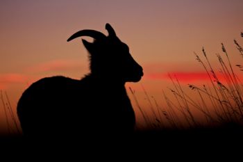 A bighorn ewe silhouetted in the evening light along Sage Creek Wilderness Road.