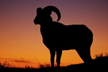 A bighorn ram stands proudly in the twilight.