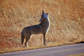 A lone coyote howls along the highway in Wind Cave National Park.