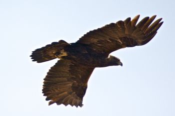 A golden eagle in flight near Cherry Creek along Highway 63.