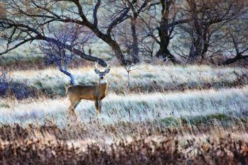 A mid-sized white-tail buck just south of my hometown of Isabel, South Dakota.