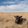 A new calf rests in the pasture.