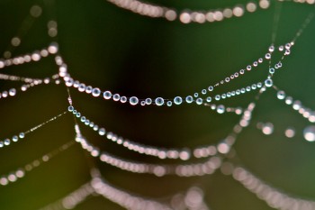 Dew on spider web. Photo by Christian Begeman.
