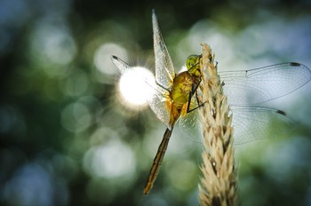 Sparkling with midday light, a dragonfly rests in the
DeSmet Forest near the Laura Ingalls Wilder Pageant grounds. Photo by Chad Coppess / S.D. Tourism.