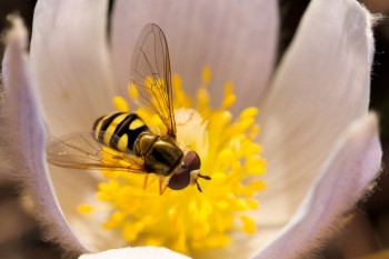 Flower fly on pasque. Photo by Christian Begeman.