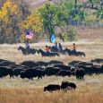 Park employees and volunteers gathered about 1,200 buffalo into corrals.