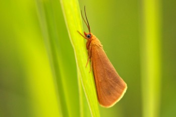 Orange moth. Photo by Christian Begeman.