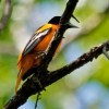 Christian Begeman found orioles at the Adams Homestead and Nature Preserve, but you might see them in your own back yard.