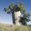 Bernie Hunhoff spotted the green ash trees sprouting from this Hutchinson County silo in 2006.