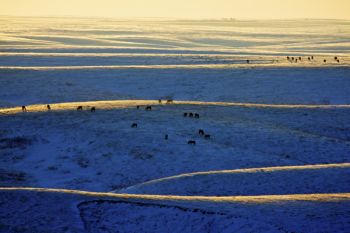 Horses graze on hills artistically painted by late sunlight and snow as seen from Highway 1806 in rural Stanley County.