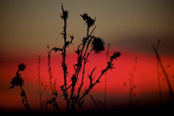 A prickly thistle weed silhouetted against the last light in the sky.