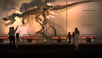 Sue the T. rex replica measures 42 feet long and is 17 feet high at her highest point. © The Field Museum