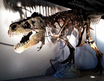 A traveling exhibit at the Washington Pavilion features a replica of Sue the T. rex.