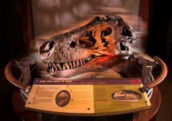 Interactive pod 9, 'Meet Sue Face to Face.' © The Field Museum