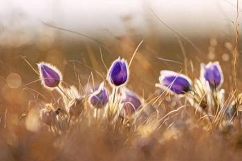 Pasqueflowers in rural McPherson County.