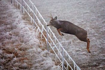 A frosted fence line with a floating mule deer taken near Lowry.