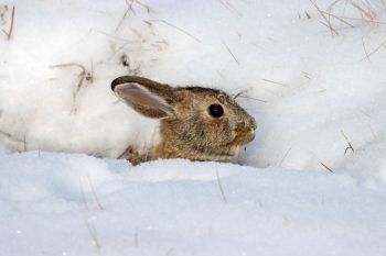 It was too early in the winter season for this cottontail to turn white to blend with the snow.