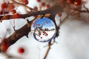 Lens ball in a tree with red berries on the edge of Covell Lake in Sioux Falls.